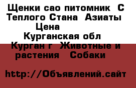 Щенки сао питомник “С Теплого Стана“ Азиаты › Цена ­ 20 000 - Курганская обл., Курган г. Животные и растения » Собаки   